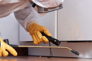 Messie Schädlingsbekämpfung Paderborn